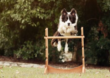 Fun Dog Agility Lessons Sunshine Coast Dog Agility Sunshine Coast - Fun Lessons