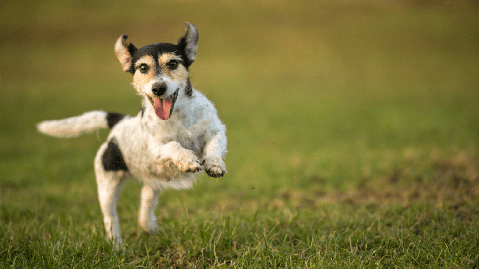 7 Technqiues for calming down your hyper dog