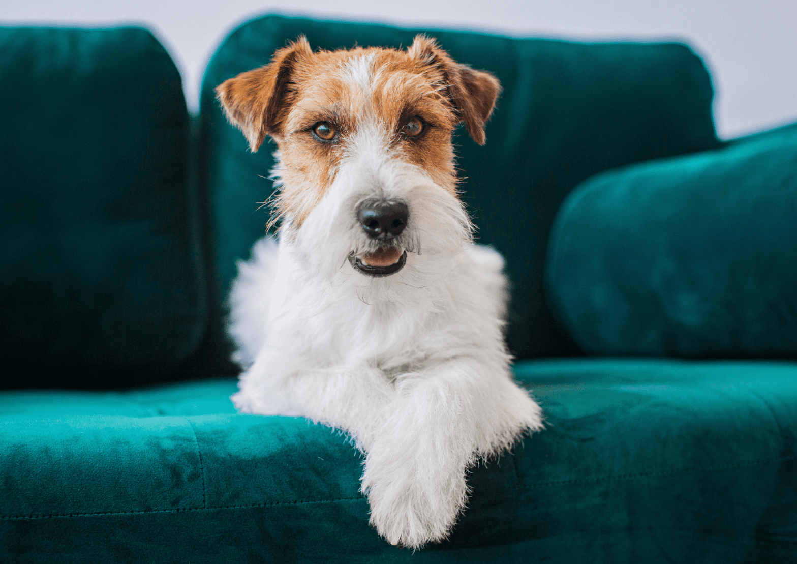 How to register your dog in queensland