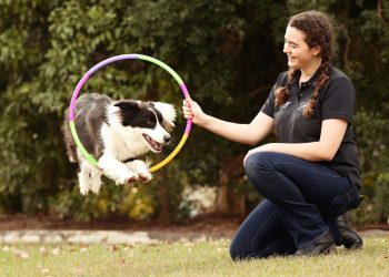 Trick Training on the Sunshine Coast Dog Trick Classes Sunshine Coast