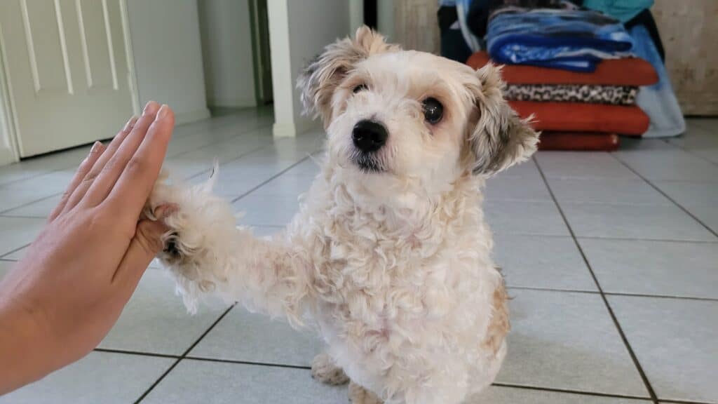 Dog Trick Classes Sunshine Coast