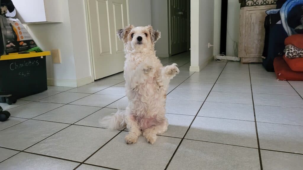 Sunshine Coast Dog Trick Classes