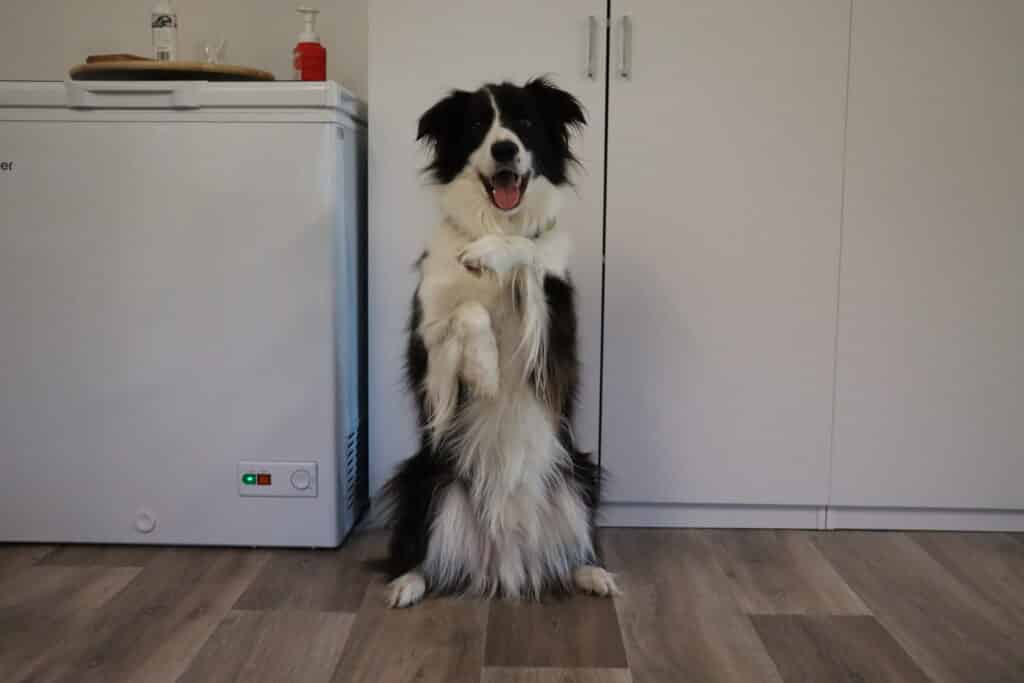 Dog Trick Classes Sunshine Coast with Charlotte Bryan from PCT Dog Trick Classes Sunshine Coast with Charlotte Bryan from PCT