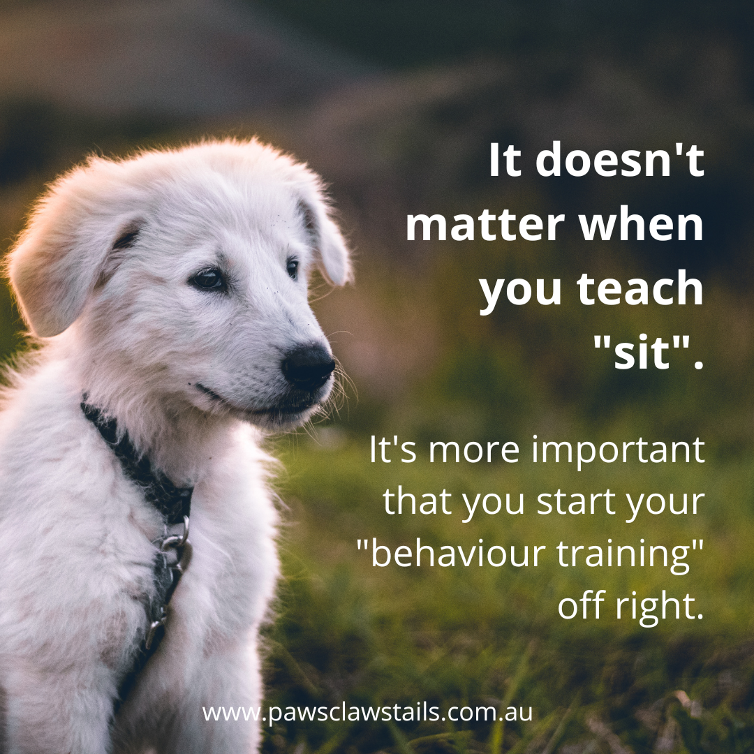 Why is it actually important to start training your puppy early? And what’s the best age to start?