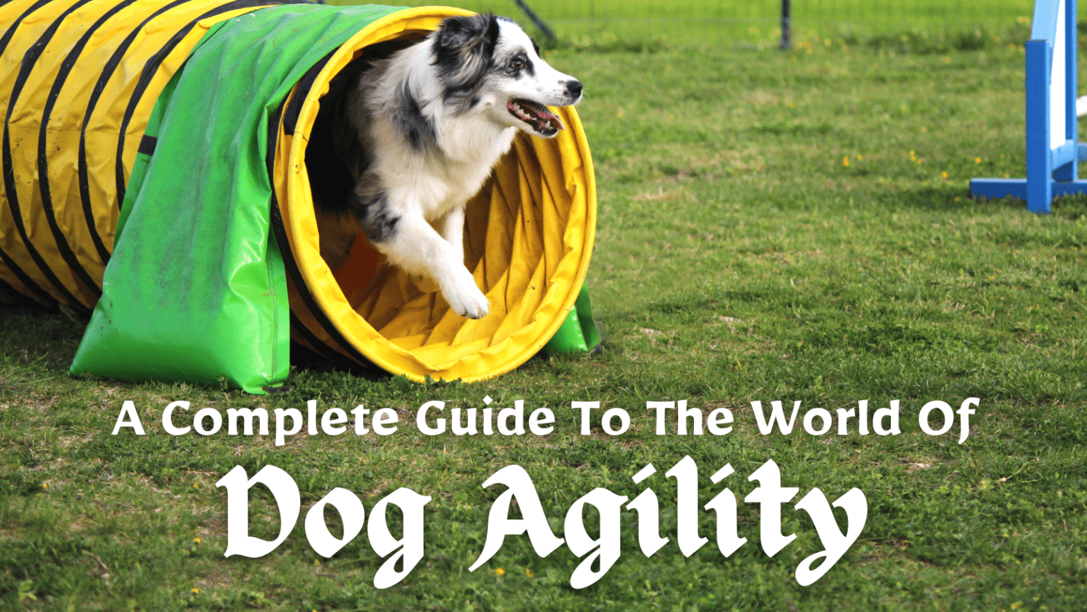 Discover the Exciting World of Dog Agility: A Complete Guide