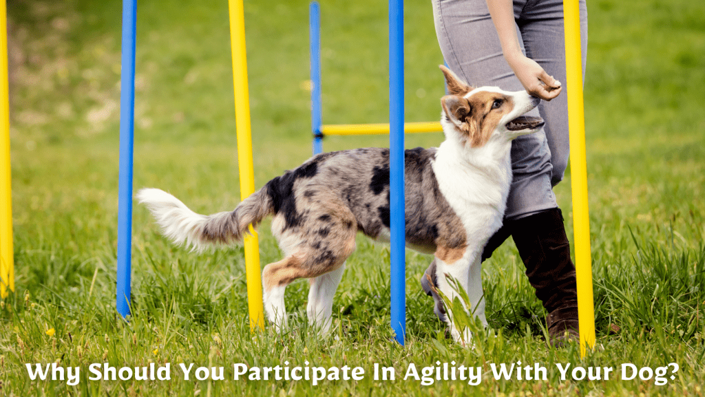Why You Should Try Dog Agility With Your Dog - Dog Agility Sunshine Coast