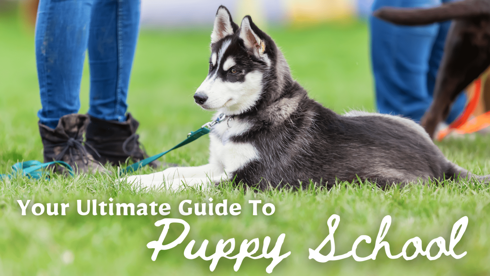 Your Ultimate Guide To Puppy School