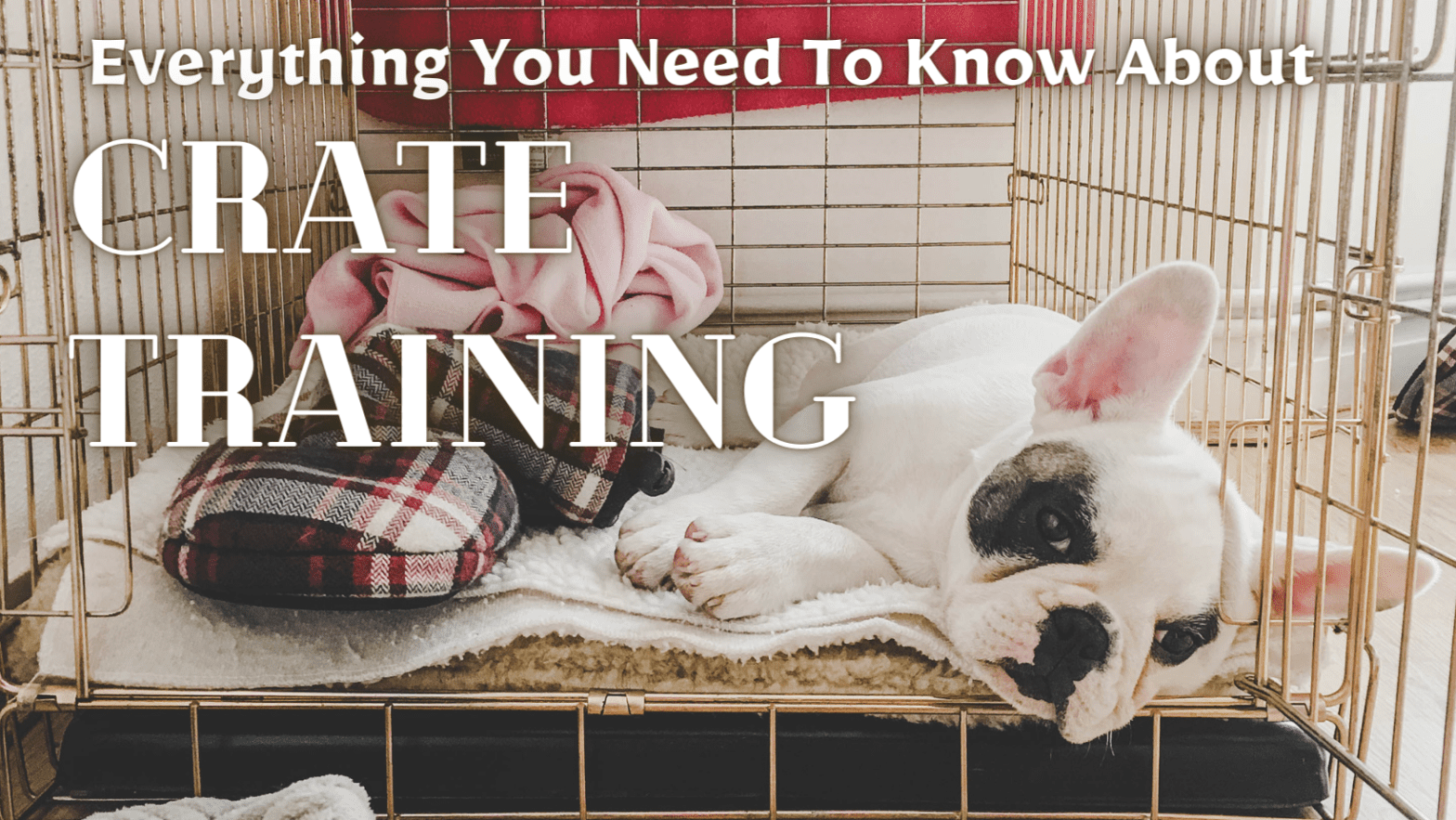 Crate Training 101: Everything You Need to Know for a Happy and Comfortable Pup