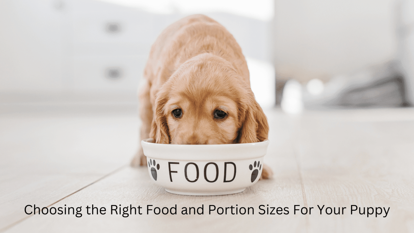 Feeding Your Puppy: Choosing the Right Food and Portion Sizes